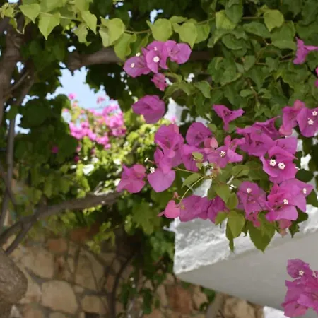 Patmos Cute Seafront Escape For 2 アパート Grikos Bay (Patmos)
